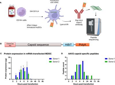 The HLA class I immunopeptidomes of AAV capsid proteins